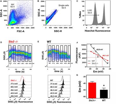Membrane Potential Determined by Flow Cytometry Predicts Fertilizing Ability of Human Sperm